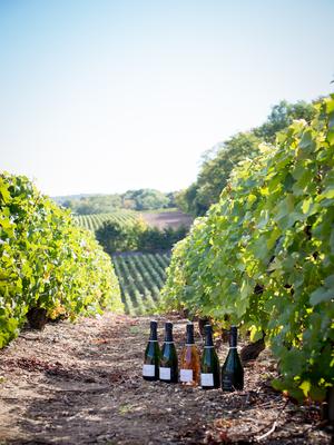 Vignoble Champagne Brimont & Fils