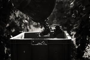 Vendange - Champage Brimont & Fils