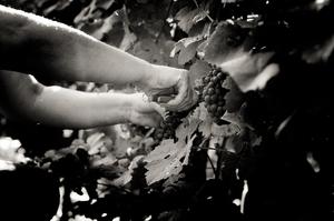 Vendange - Champage Brimont & Fils