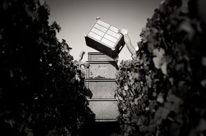 Vendange - Champage Brimont & Fils