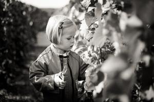 Vendange - Champage Brimont & Fils