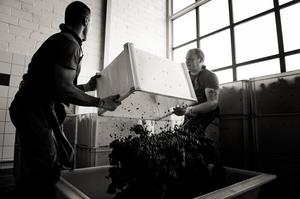 Vendange - Champage Brimont & Fils