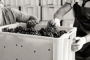 Vendange - Champage Brimont & Fils