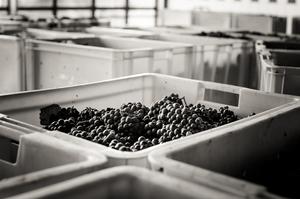 Vendange - Champage Brimont & Fils